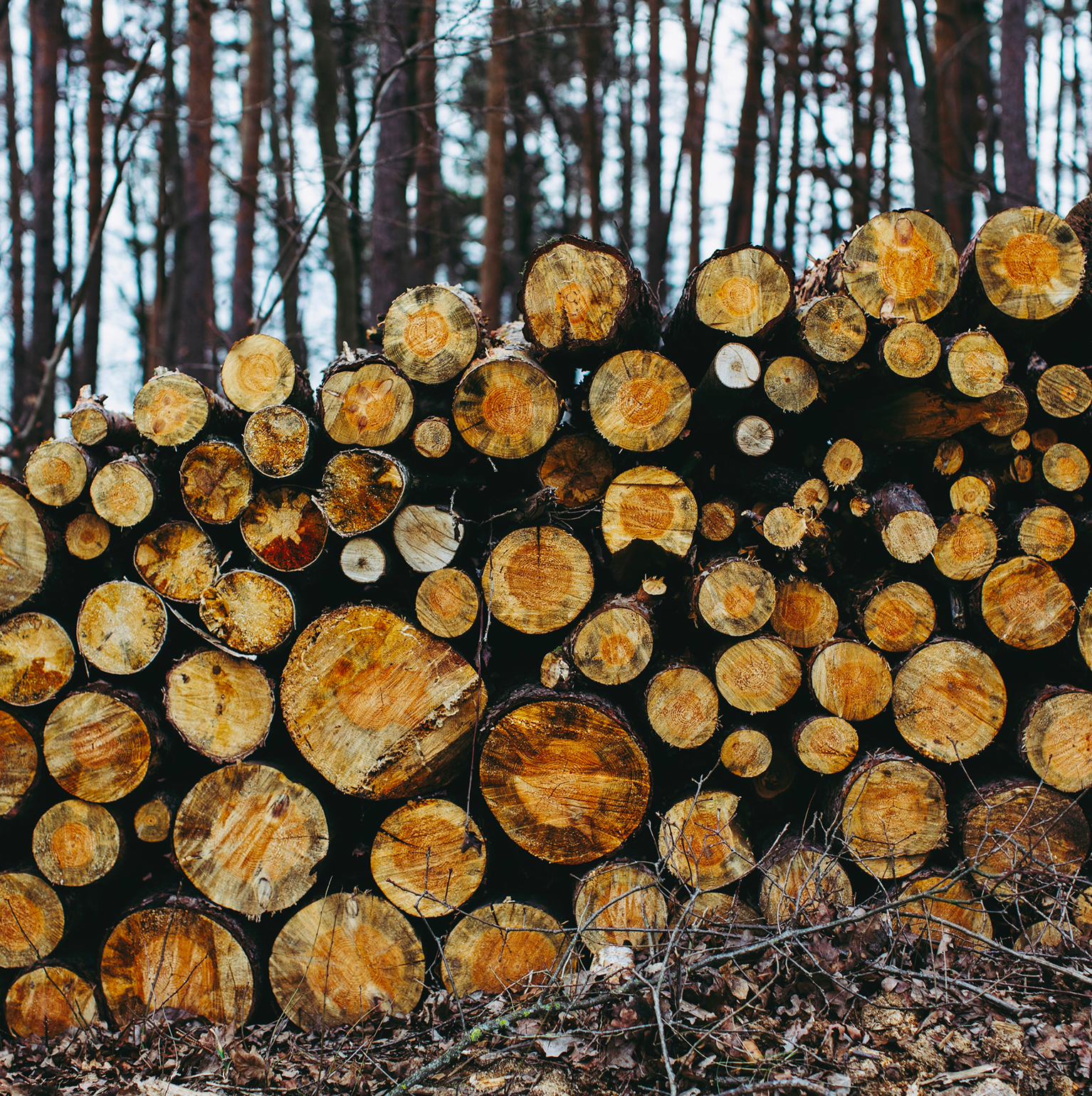 Photo d'un tas de bois rangé en billons après l'abattage de plusieurs arbres