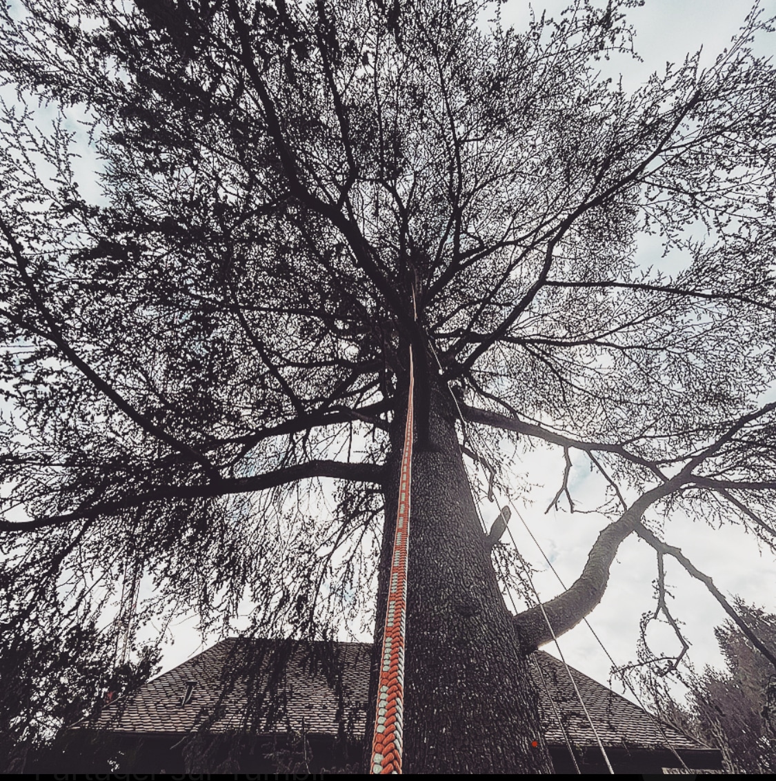 Photo de la taille d'éclaircie et de cohabitation d'un Cèdre sur Chambéry en Savoie réalisé par Seven Tree