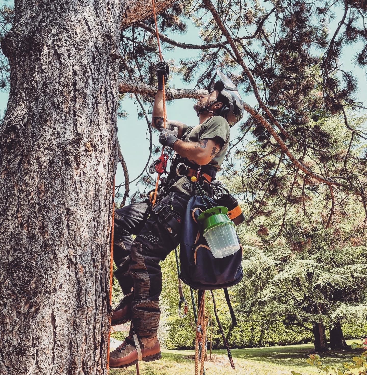 Pose de pièges à phéromones dans des pins situé en Savoie pour lutter contre la chenille processionnaire qui attaque les arbres.