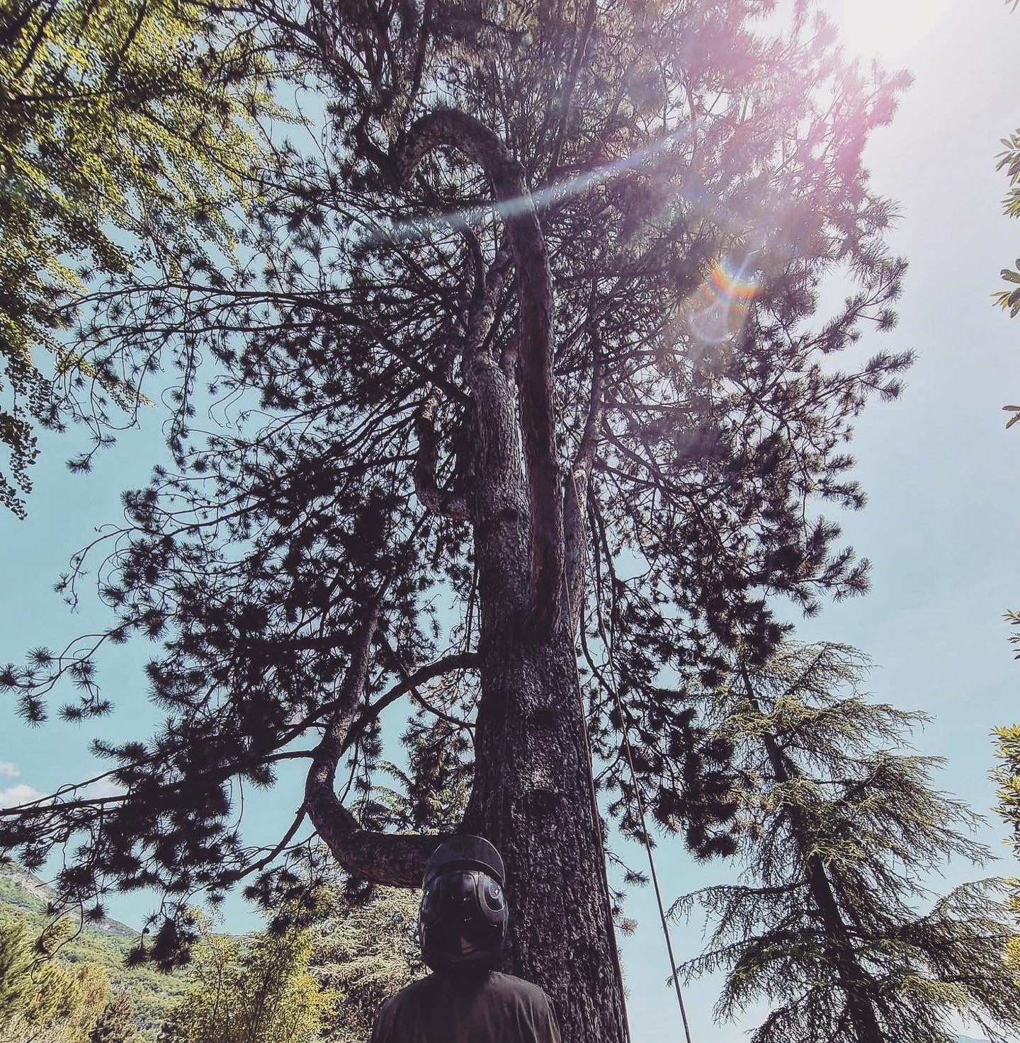 élagage et taille raisonnée d'un pin à Bassens en Savoie