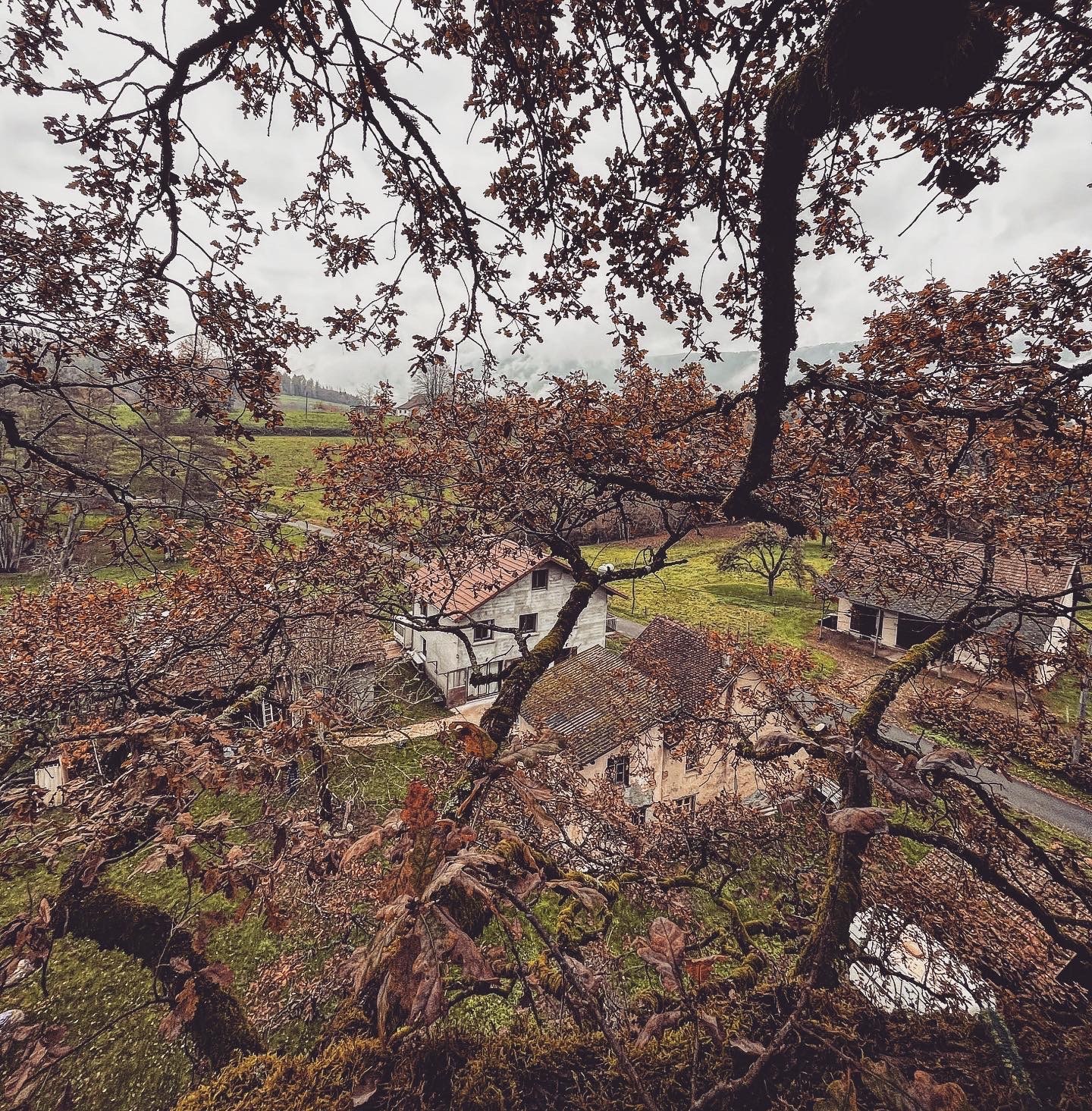 Photo de la taille sanitaire d'un chêne centenaire en Savoie prise du sommet avec vue sur la maison.
